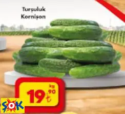 TURŞULUK KORNİŞON TURŞULUK KORNİŞON